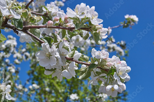 Apple trees bloom in the gardens.