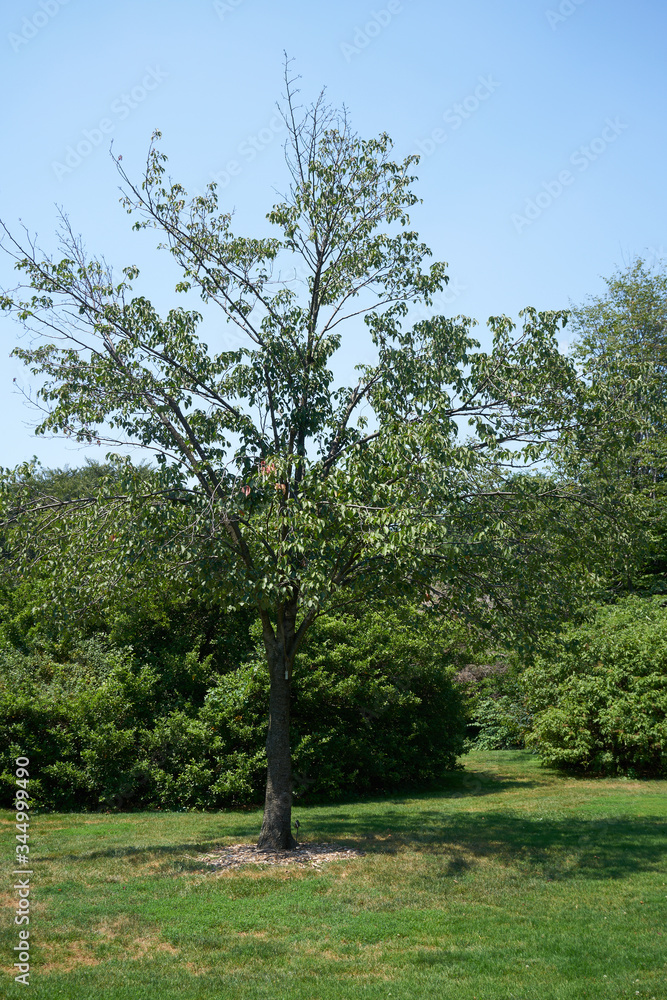 Fototapeta premium tree in the park