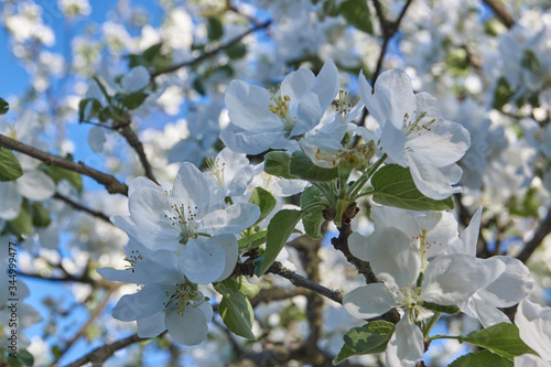 Apple trees bloom in the gardens.