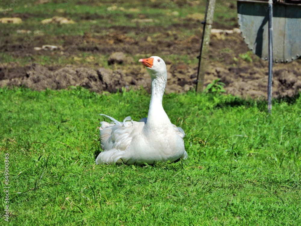 Obraz premium AVES