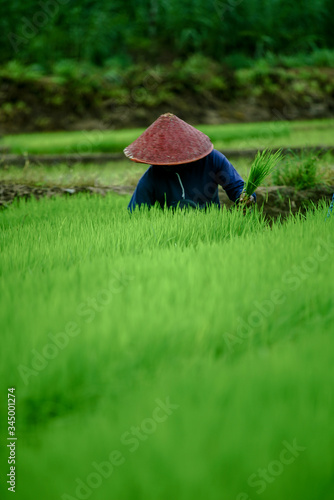 Wallpaper Mural Lampung Indonesia June 1, 2020 : Happy Farmers working in the field, plantation young paddy with traditional plant   Torontodigital.ca