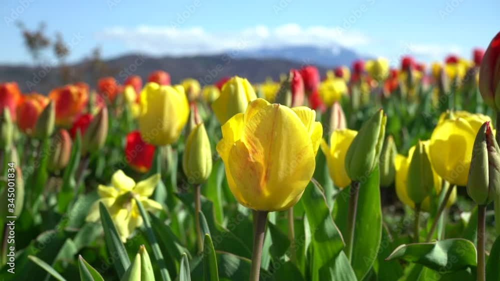 Tulips swaying in the blue sky and wind Tulips swaying in the blue sky and wind
