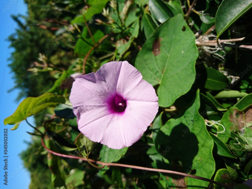 Flor silvestre rosa del campo Flor silvestre rosa del campo