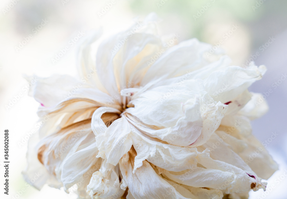 Faded white peony flower Faded white peony flower