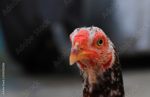 Close up head and neck of a hen, Chicken Head Close-Up