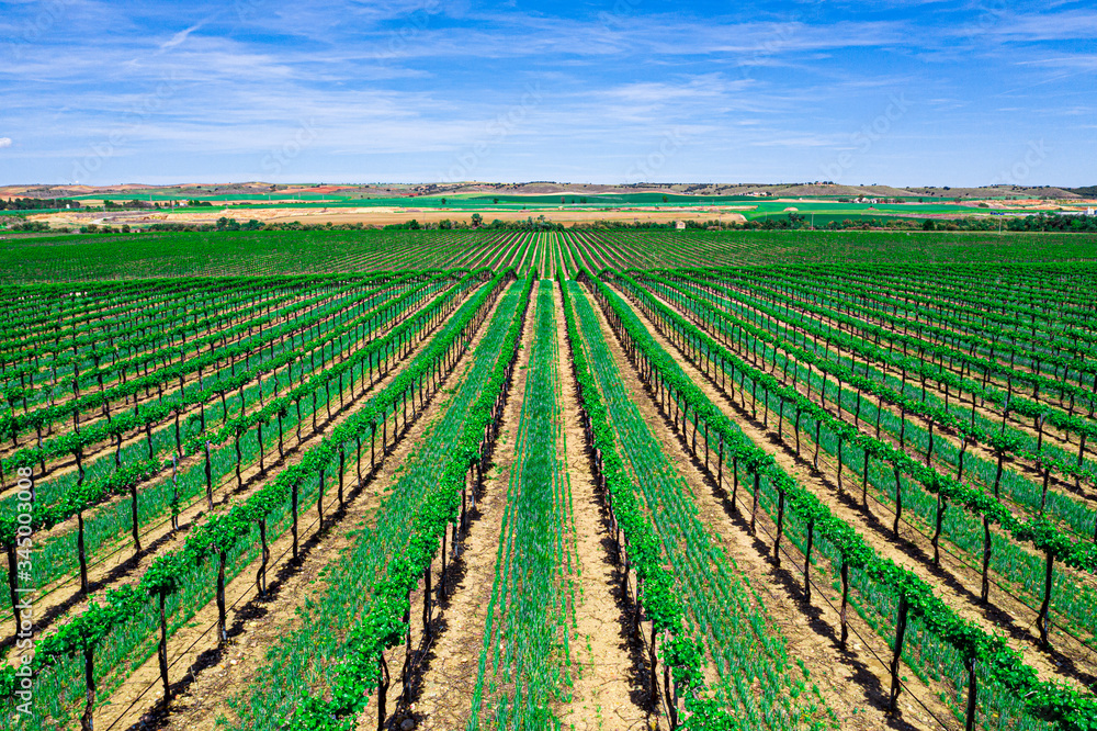 Aerial Drone view of Vineyards in sunny Spain Aerial Drone view