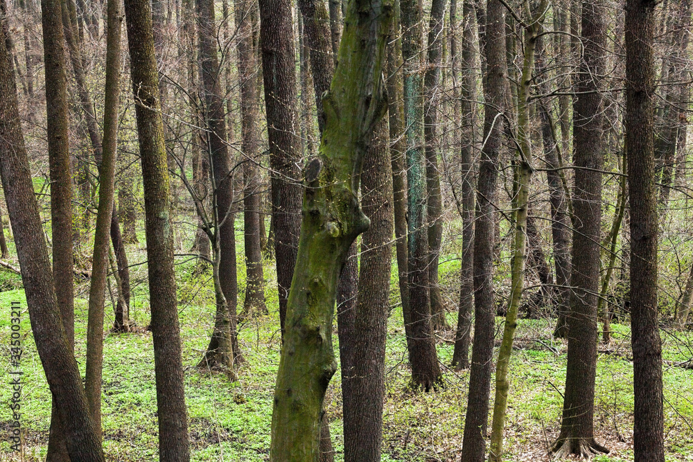 Forest in early spring. Forest in early spring.