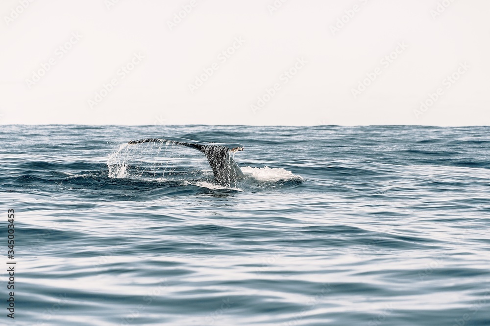 Fototapeta premium whale tail
