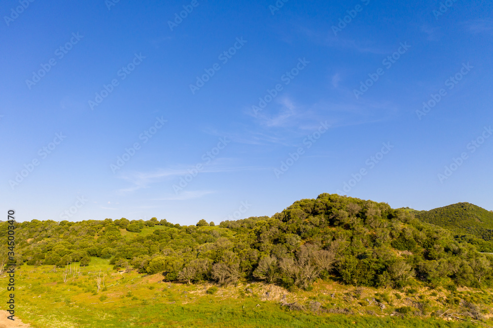 Fototapeta premium landscape with trees