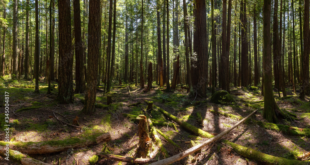 Beautiful Panoramic View of Rain Forest during a vibrant sunny springtime day. Taken in Squamish, near Vancouver, British Columbia, Canada. Beautiful Panoramic View of Rain Forest during a vibrant sunny springtime day. Taken in Squamish, near Vancouver, British Columbia, Canada.