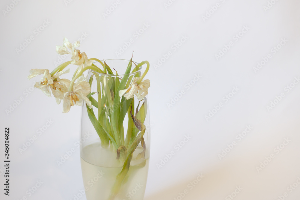 Withered flowers. Tulips in a vase on a white background Withered flowers. Tulips in a vase on a white background