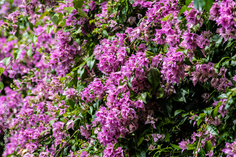 Purple bougainvillia