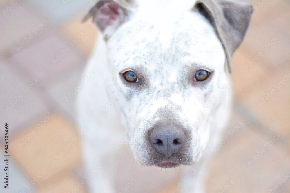 jack russell terrier jack russell terrier