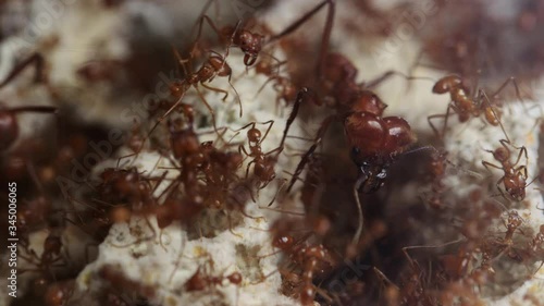 Overhead view of colony of leafcuttter ants working in fungus garden photo