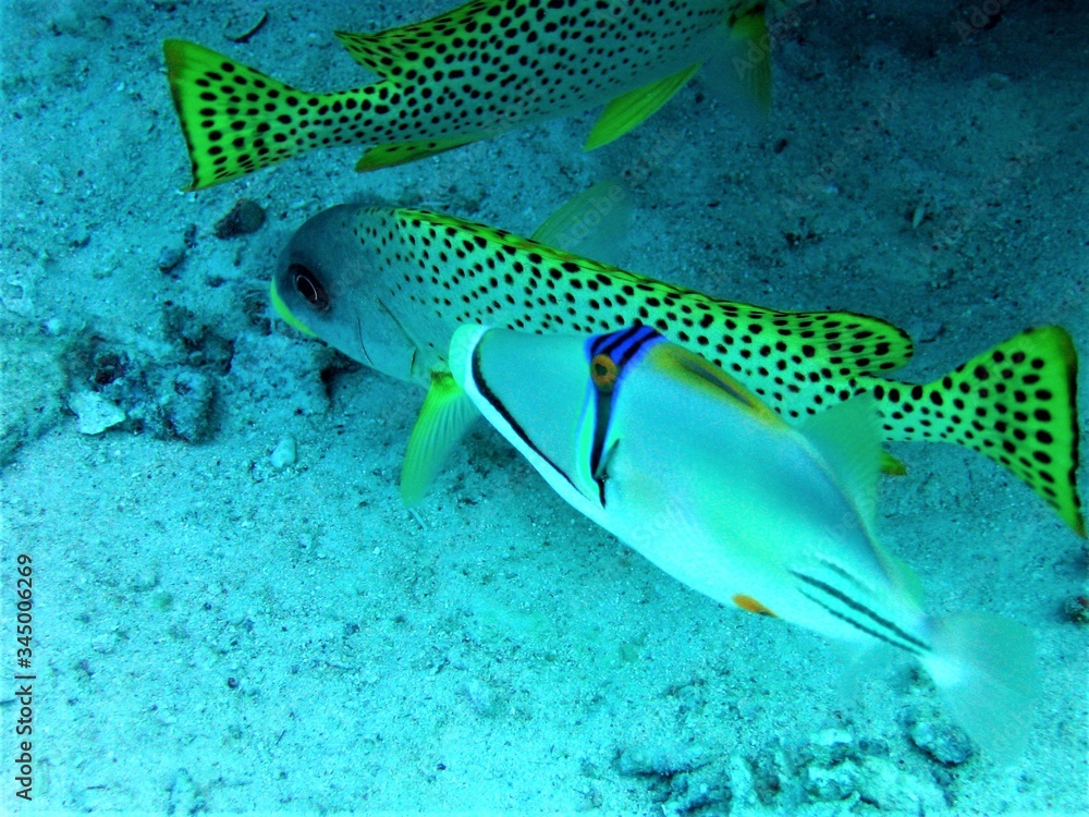 Underwater shooting, fish, corals, sea diving. Underwater shooting, fish, corals, sea diving.