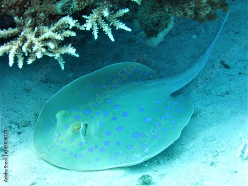 Underwater shooting  fish  corals  sea diving.