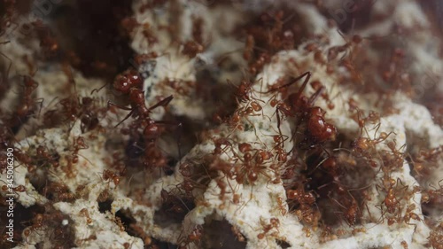 Overhead view of colony of leafcuttter ants working in fungus garden