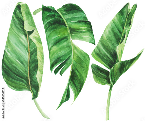 Tropical strelitzia leaf on an isolated white background, watercolor jungle, botanical drawing. photo