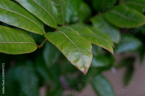 green leaves background