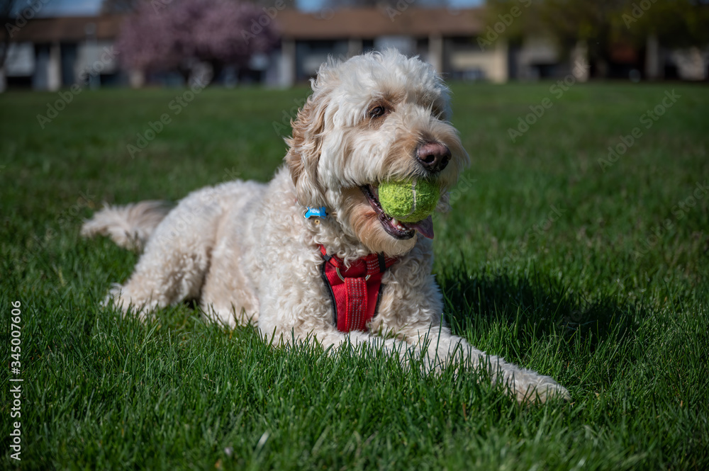 Goldendoodle with ball