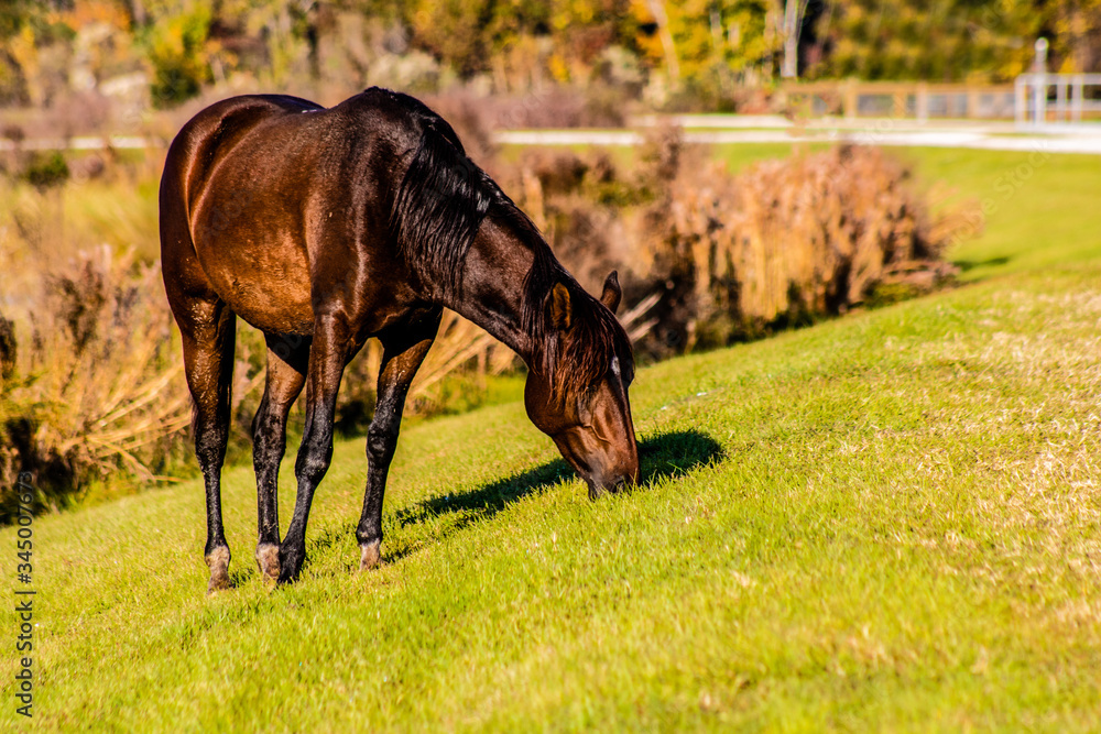 Fototapeta premium Wild horses