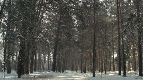 Front view of winter forest