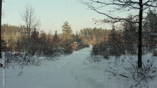 Front view of winter forest