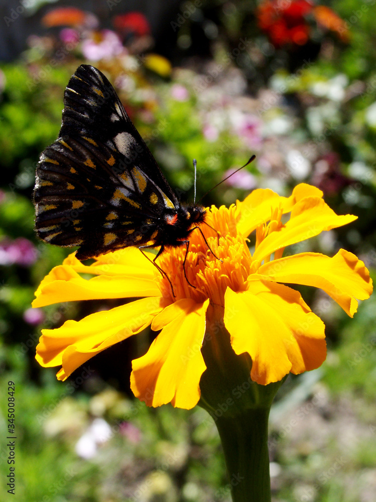 Obraz premium Flor de muerto