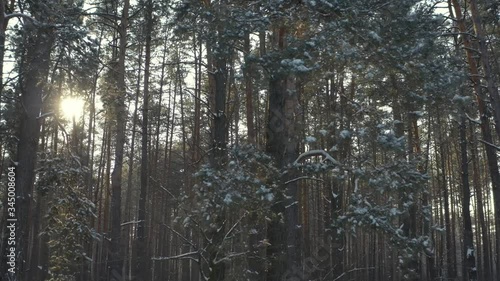Front view of winter forest