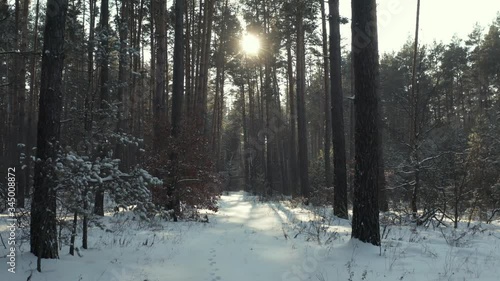 Front view of winter forest