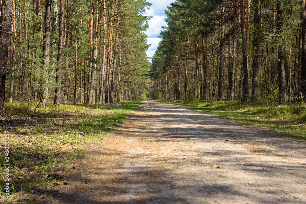 Fototapeta premium Forest road at spring sunny day