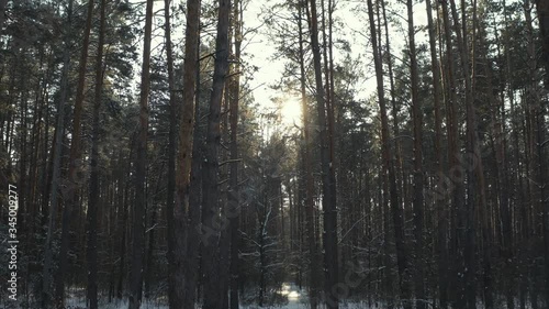 Front view of winter forest