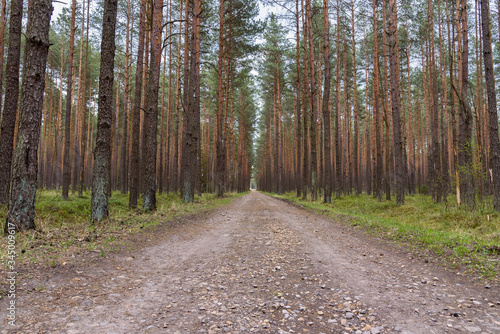 Dirt road through pine forest © mkos83