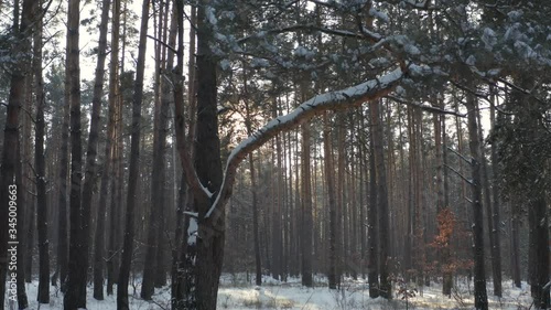 Front view of winter forest