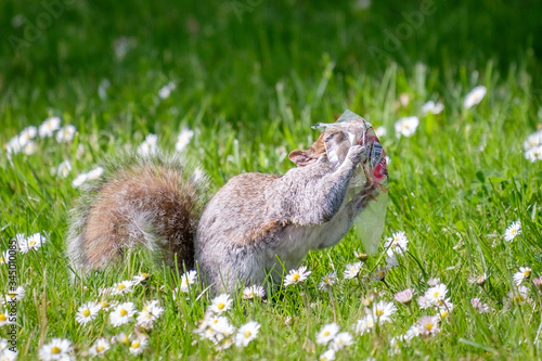 A grey squirrel with it's head stuck in a plastic wrapper
 photo