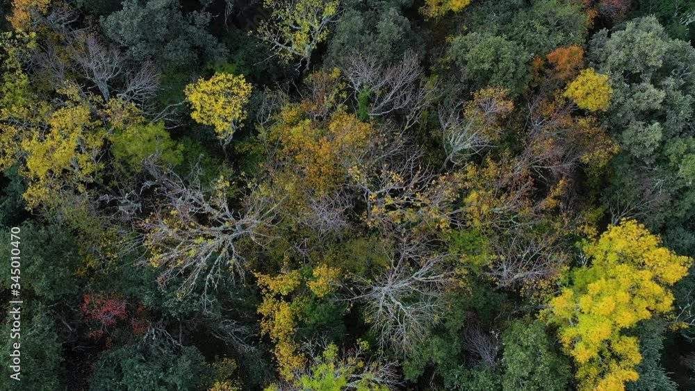Aerial view of mediterranean forest in autumn, La Rioja, Spain, Europe