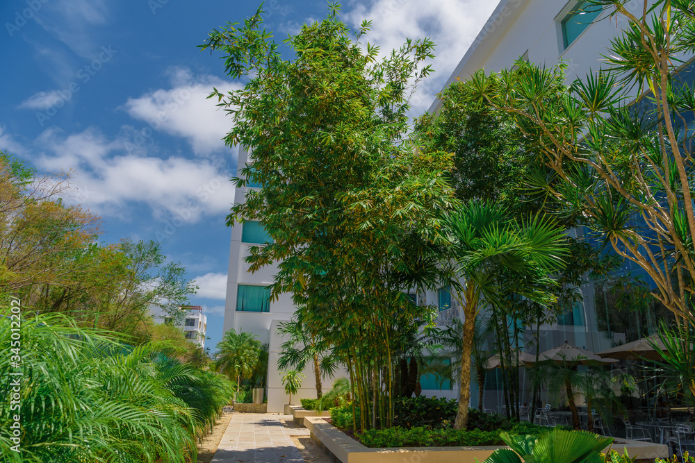 Obraz premium Tropical thicket of bamboo near a modern building.