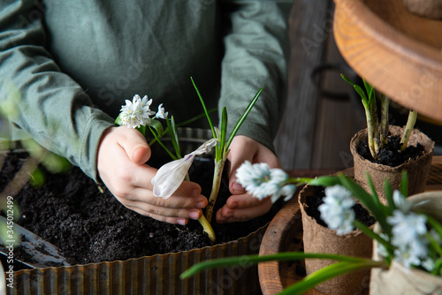 Transplanting plants. Home garden on the windowsill. Hands of a little boy planting sprout in the flower pot. Home gardening and Earth Day concept. Horizontal format