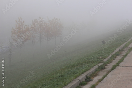 Foggy Trees in the Morning