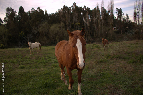 horse partner © ignacio