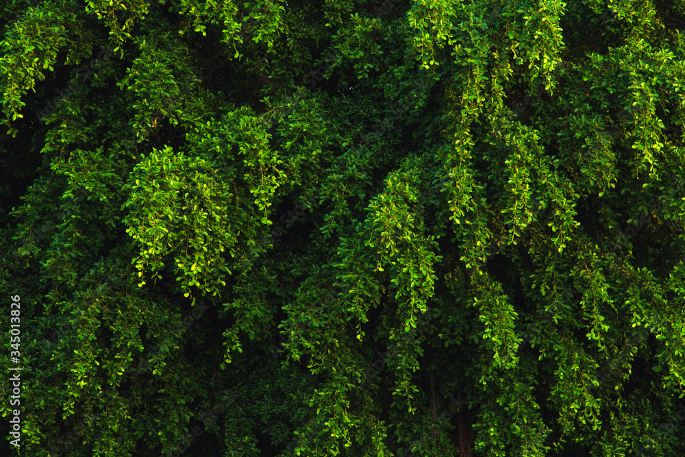 Close up patterned Banyan tree leaves in the morning. Close up patterned Banyan tree leaves in the morning.