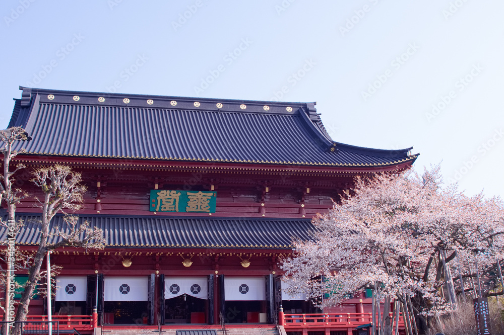 日光山輪王寺　三仏堂と金剛桜（国天然記念物）