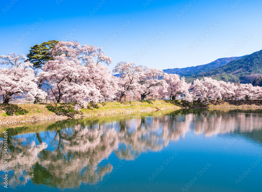 Naklejka premium 春イメージ 信州の桜風景