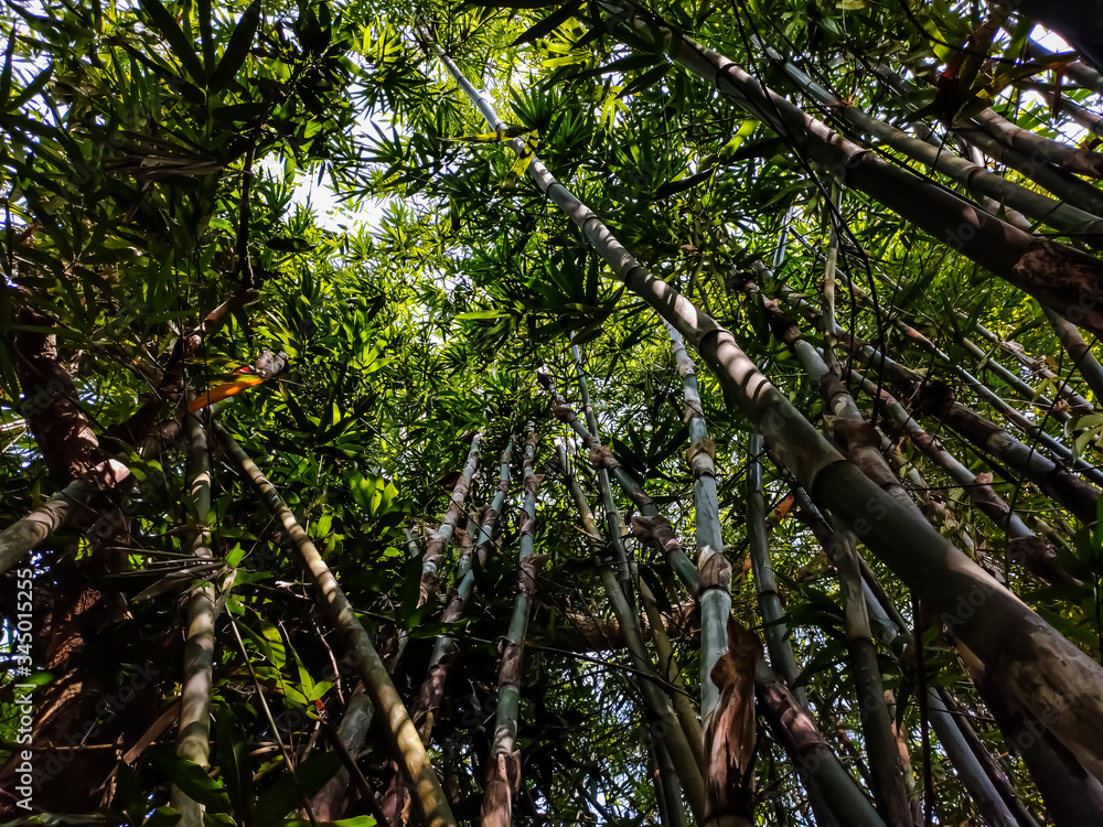 Fototapeta premium Morning sunlight drop on the big bamboo forest in the India.