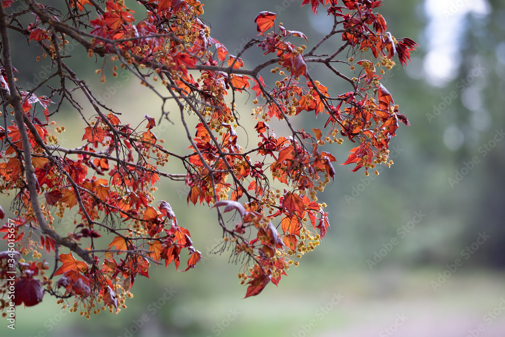 leaves leaves