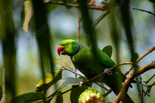 The rose-ringed parakeet, also known as the ring-necked parakeet, is a medium-sized parrot in the genus Psittacula, of the family Psittacidae.