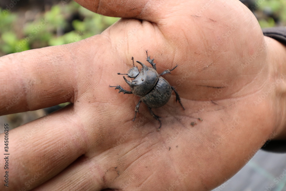 Obraz premium hand holding a beetle
