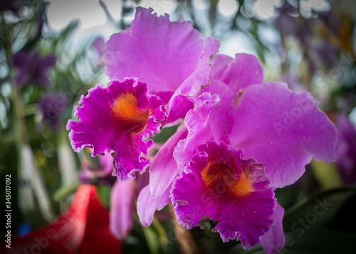Orquidea lilas