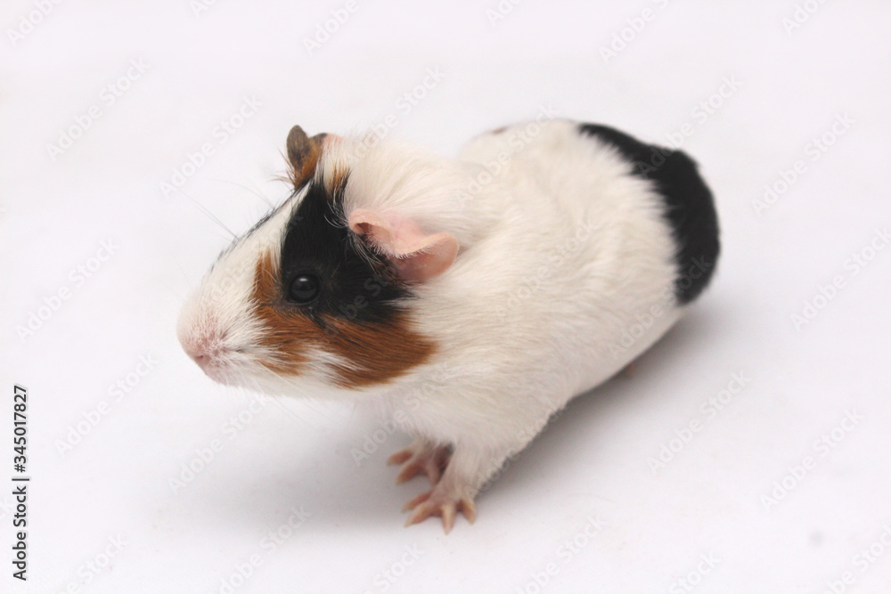 pet guinea pig looks at a white background pet guinea pig looks at a white background