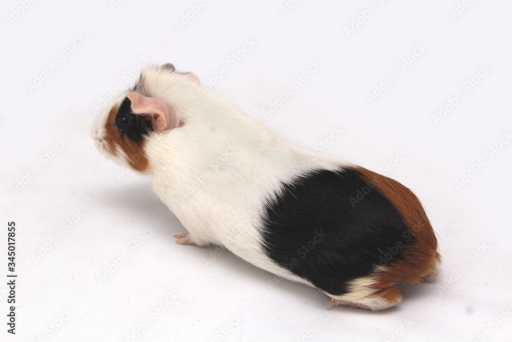 pet guinea pig looks at a white background pet guinea pig looks at a white background